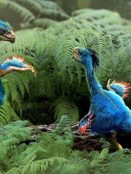 cartilage dinosaure fossilise revele cellules extremement bien conservees