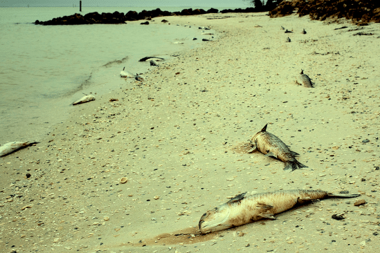 chercheurs alertent signes extinction masse imminente