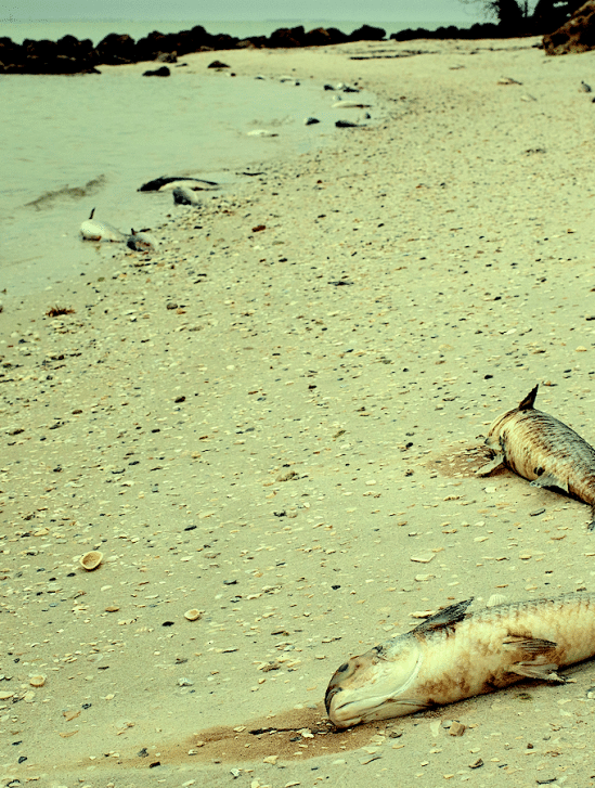 chercheurs alertent signes extinction masse imminente