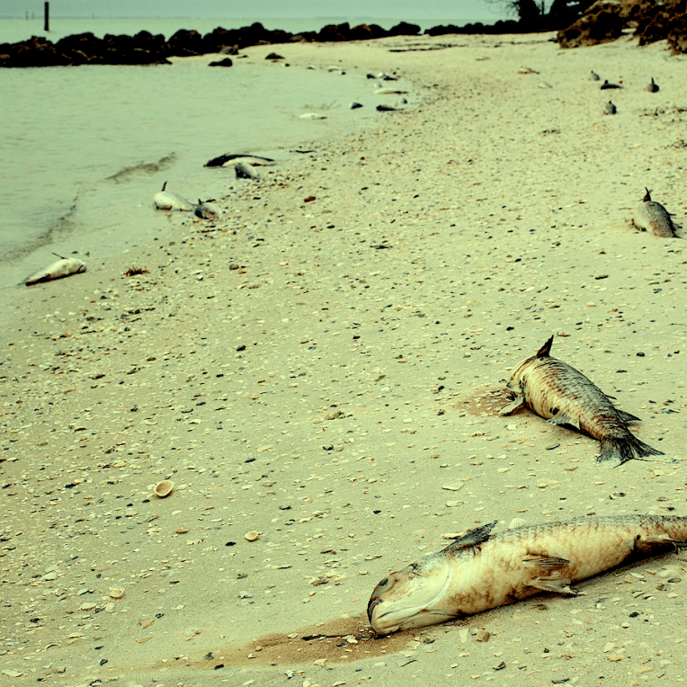 chercheurs alertent signes extinction masse imminente