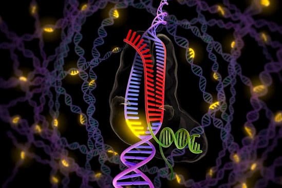 chercheurs observent bacteries reparer adn endommage temps reel