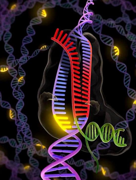 chercheurs observent bacteries reparer adn endommage temps reel
