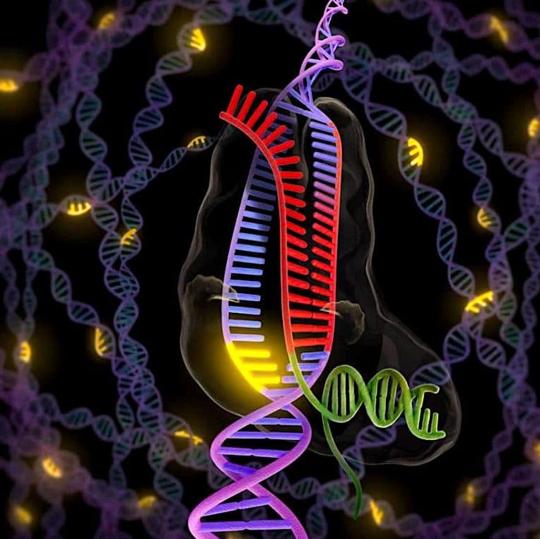 chercheurs observent bacteries reparer adn endommage temps reel
