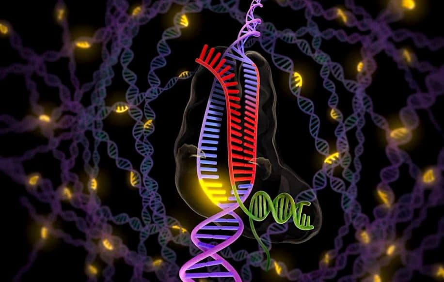 chercheurs observent bacteries reparer adn endommage temps reel
