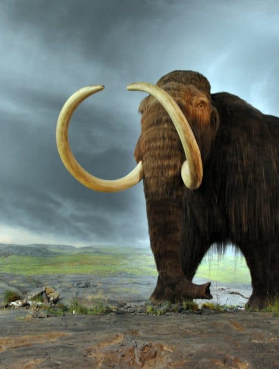 création hybride mammouth laineux éléphant