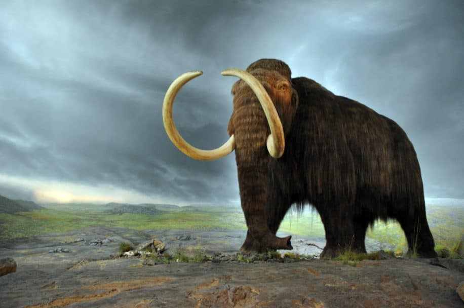 création hybride mammouth laineux éléphant