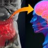 depression troubles bipolaires schizophrenie partagent similitudes bacteries intestinales