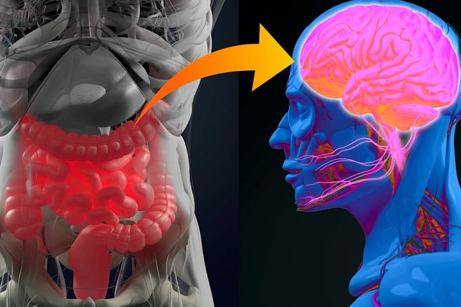 depression troubles bipolaires schizophrenie partagent similitudes bacteries intestinales