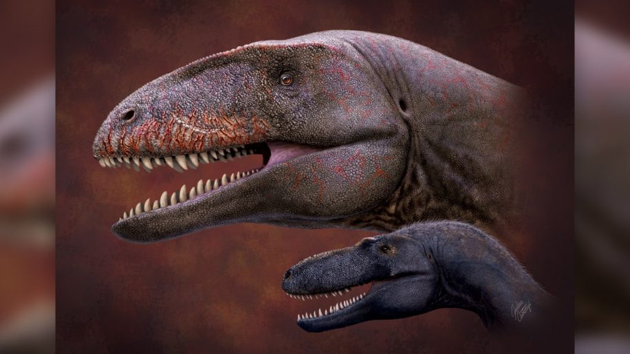 dinosaure superprédateur crétacé