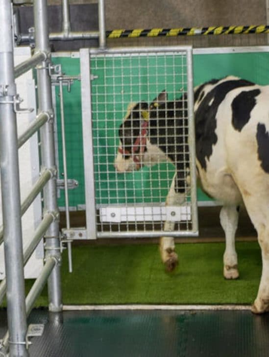 entraînement vaches miction latrines