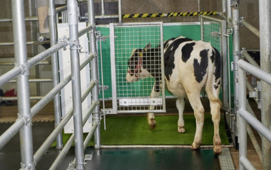 entraînement vaches miction latrines