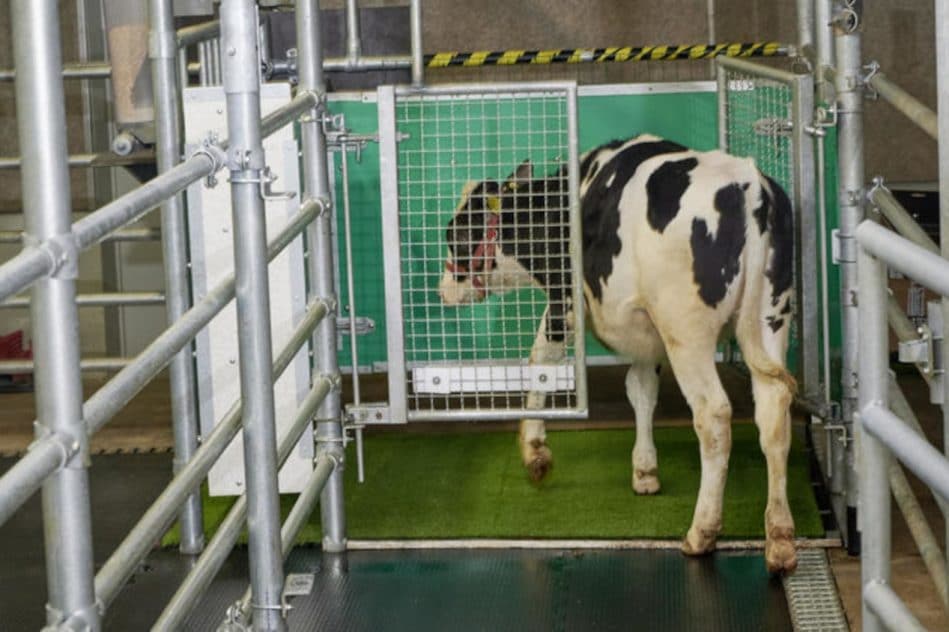entraînement vaches miction latrines