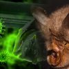 plus proche parent connu sars-cov-2 identifie chez chauves-souris laos
