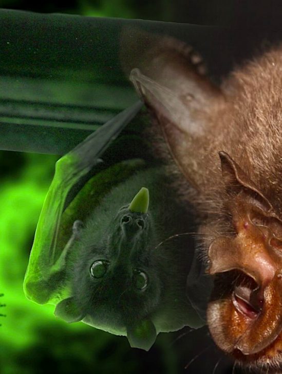 plus proche parent connu sars-cov-2 identifie chez chauves-souris laos