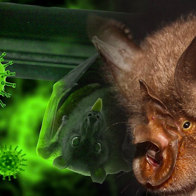 plus proche parent connu sars-cov-2 identifie chez chauves-souris laos