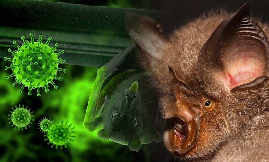 plus proche parent connu sars-cov-2 identifie chez chauves-souris laos