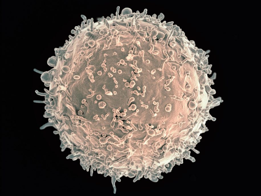 rajeunir système immunitaire cellules B