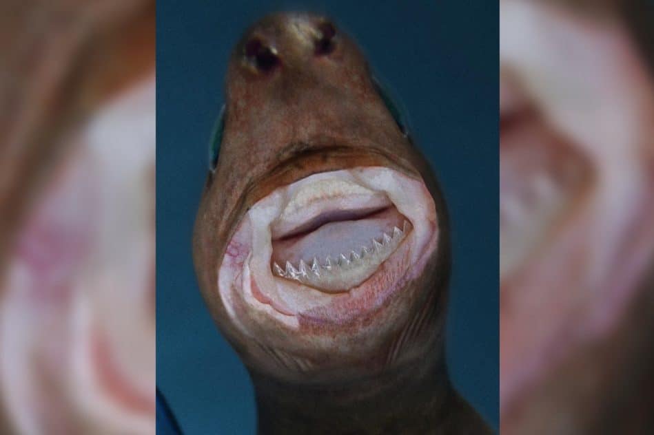 requin emporte-pièce alimentation