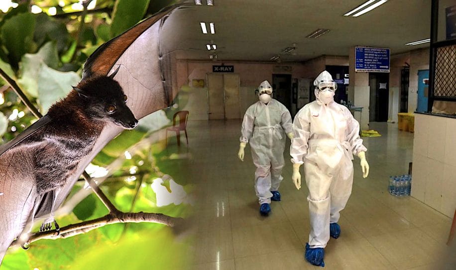 virus nipah extremement mortel se propage inde