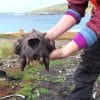 amerindiens decouvert falkland avant europeens