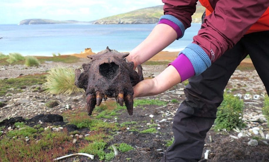 amerindiens decouvert falkland avant europeens