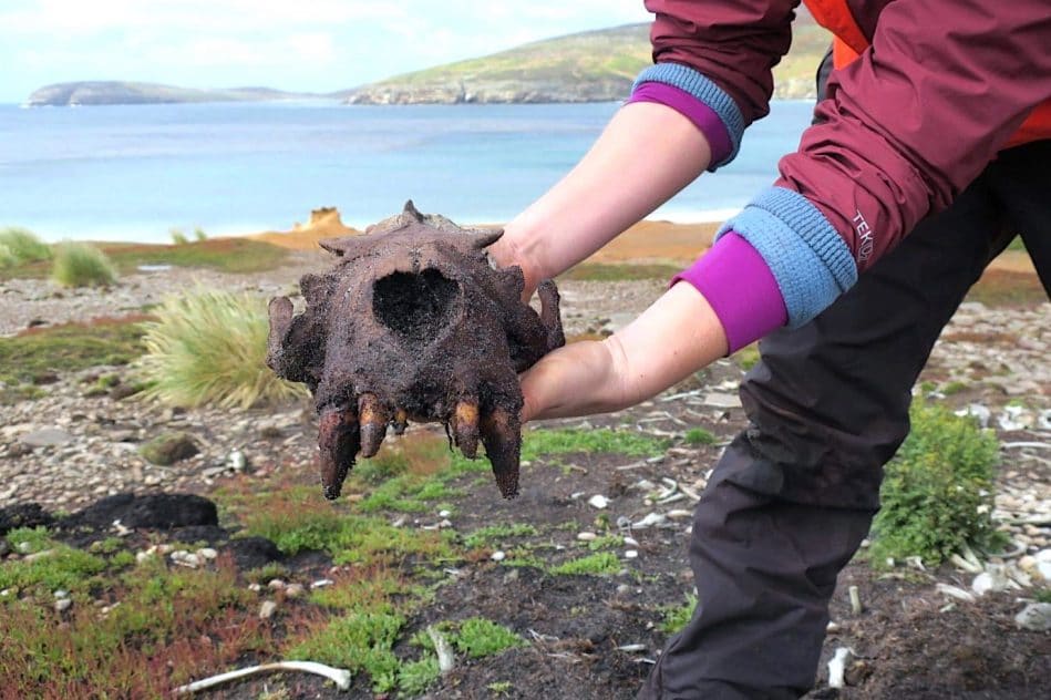 amerindiens decouvert falkland avant europeens