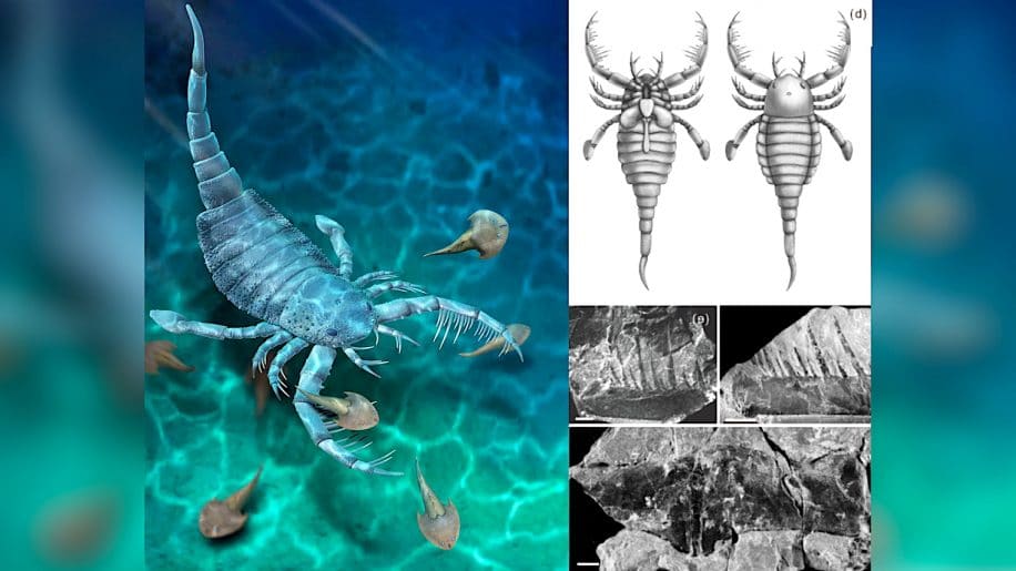 ancien scorpion mer taille chien decouvert chine