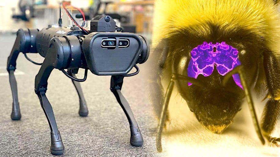 cerveau artificiel inspire insectes