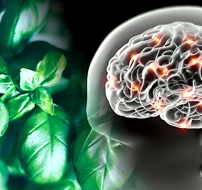 basilic fenchol alzheimer