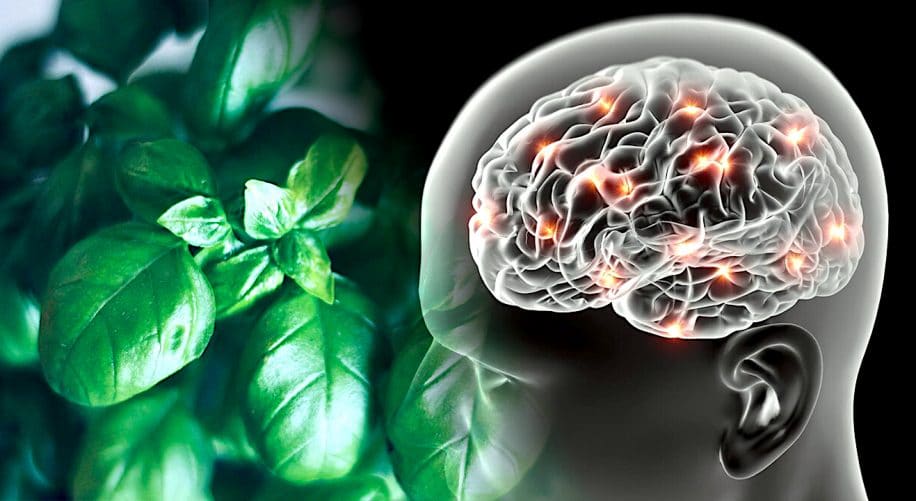 basilic fenchol alzheimer