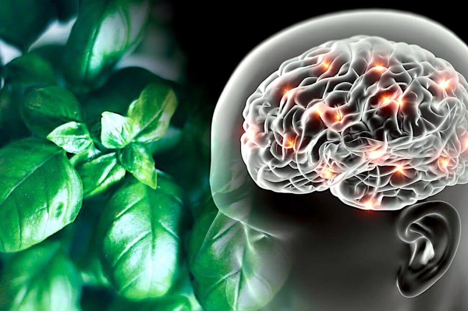 basilic fenchol alzheimer