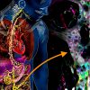 decouverte nouveaux mecanismes intestinaux autonomes nouvelle piste traitement intestin irritable