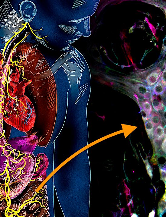 decouverte nouveaux mecanismes intestinaux autonomes nouvelle piste traitement intestin irritable