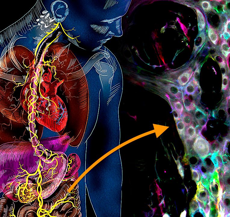 decouverte nouveaux mecanismes intestinaux autonomes nouvelle piste traitement intestin irritable