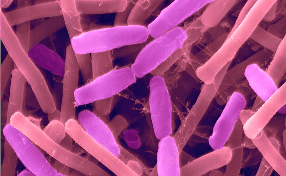 genie genetique bacteries modifiees nous guerir interieur cellules