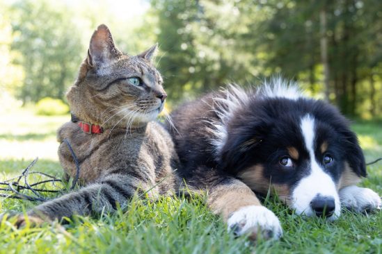 intelligence chiens chats