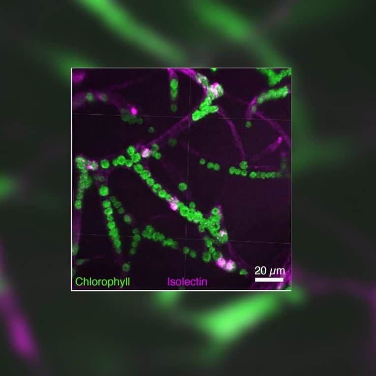 micro-algues photosynthèse oxygène cerveau
