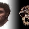 nouvelle espece homo proposee ancetre