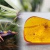 premiere decouverte crabe ere dinosaures piege dans ambre