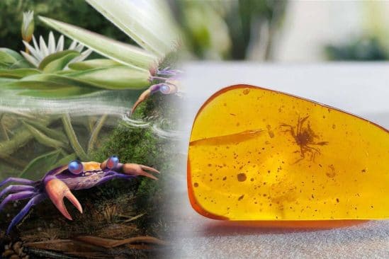 premiere decouverte crabe ere dinosaures piege dans ambre