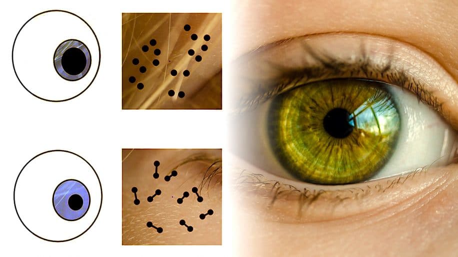 pupille reagit informations numeriques etude