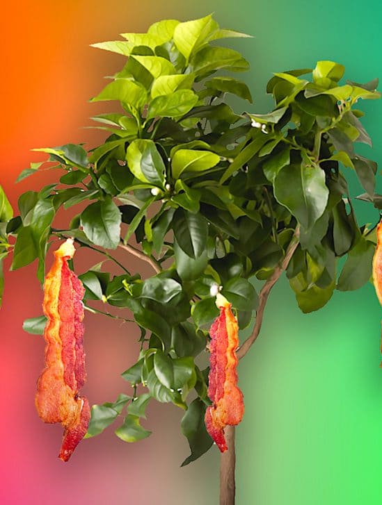 41 pourcent enfants americains 4-7 ans pensent bacon plante