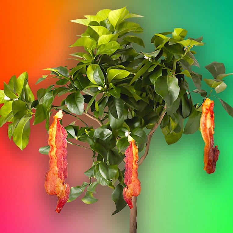 41 pourcent enfants americains 4-7 ans pensent bacon plante