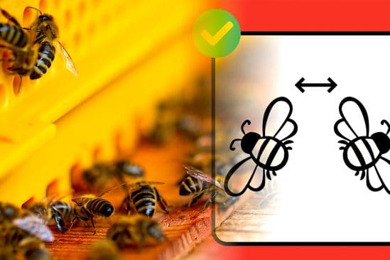 abeilles utilisent distanciation sociale pour protection parasites