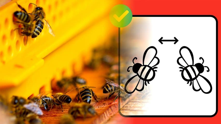 abeilles utilisent distanciation sociale pour protection parasites