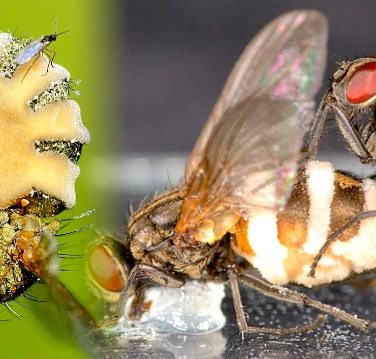 champignon metamorphose mouche necrophile