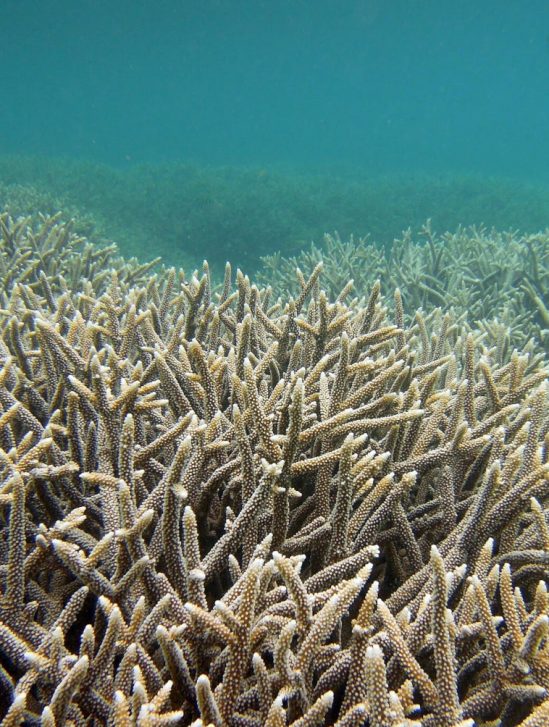 réchauffement climat aires marines protégées