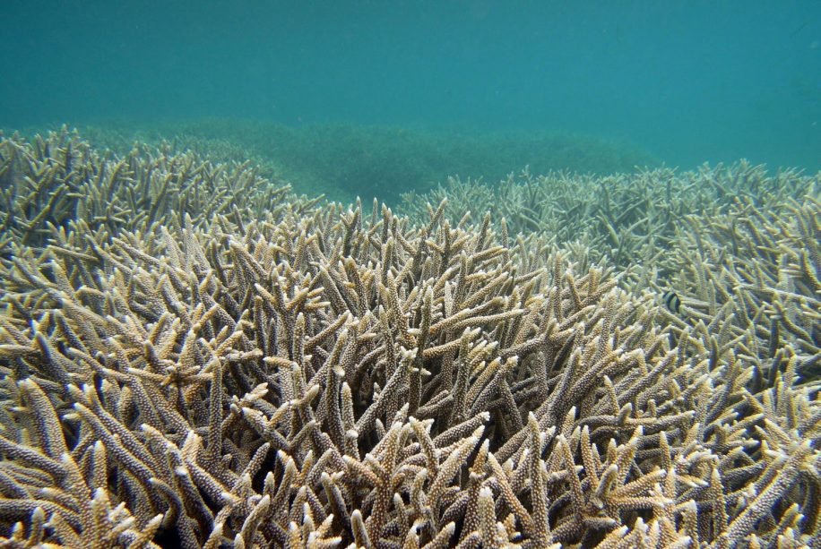 réchauffement climat aires marines protégées