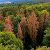forets mortalite arbres augmente europe changement climatique