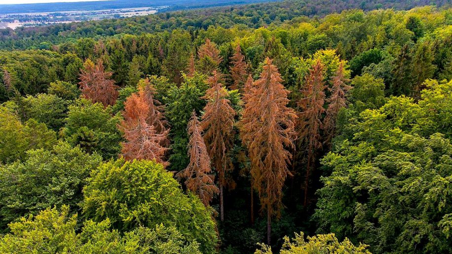 forets mortalite arbres augmente europe changement climatique